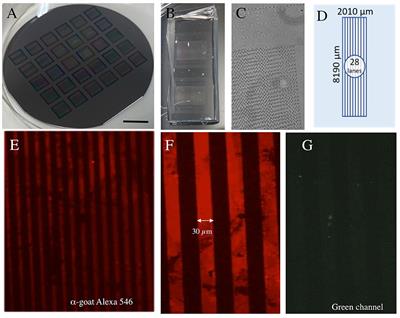 Microcontact Printing of Cholinergic Neurons in Organotypic Brain Slices